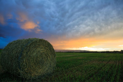 Bunker Crops